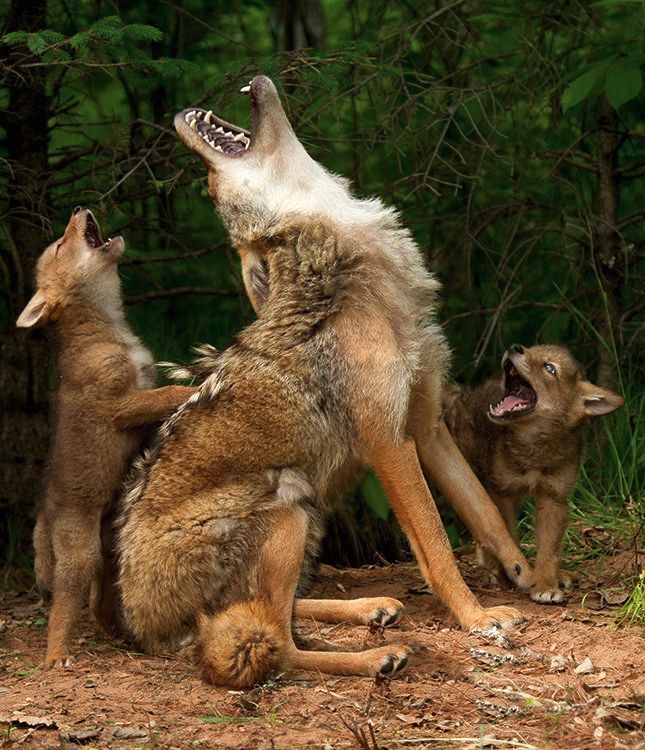 One large coyote sits, head bent far back, lustily howling.

A coyote pup stands on its hind legs behind the adult, forelegs planted on the adults back. It is also howling.

A second pup stands to the right, mouth opend in a howl.