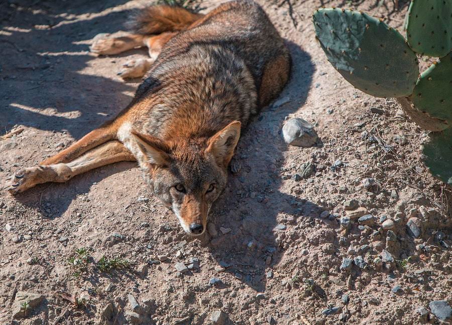 Coyotes sprawled on desert sand. A cactus stands nearby.