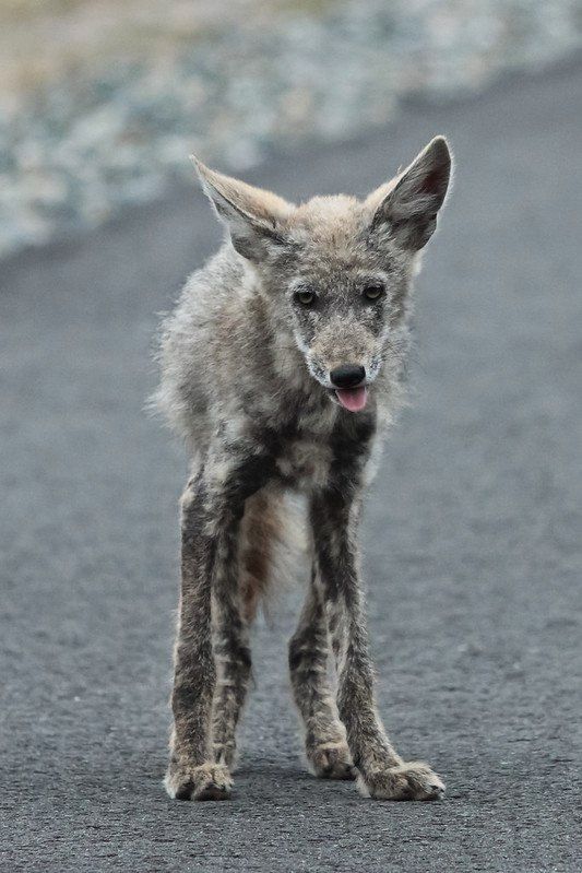 Mangy coyote standing on a road, tongue sticking out.