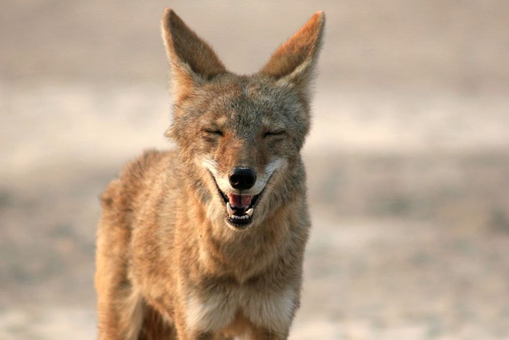 Coyote with a happy expression, eyes closed