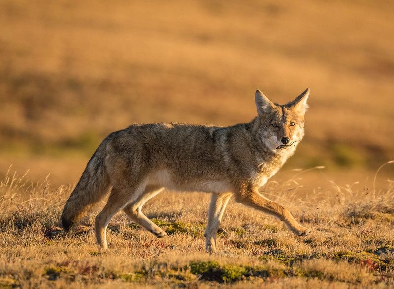 A coyote trots across a meadow lit with golden light. It looks at the viewer with a benign expression.