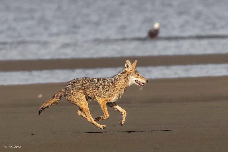 Coyote running along a beach. What might be a bald eagle is wading in the water in the background.