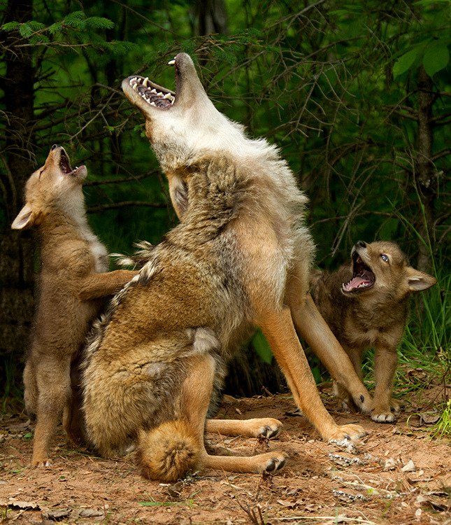 An adult coyote and two pups lustily howling, two of them with heads raised to the sky.