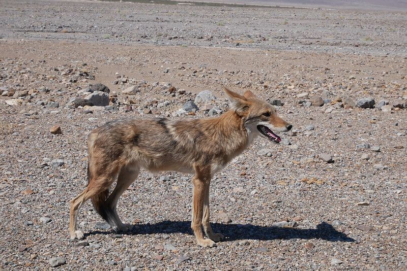 Coyote standing on a rocky beach.