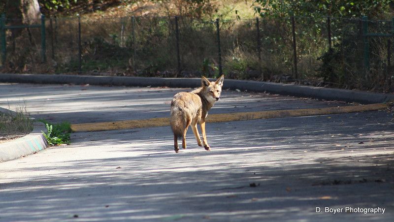 A coyote walks on a road, looking back expectantly at the viewer