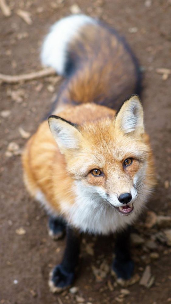 A happy fox looking up at the viewer.