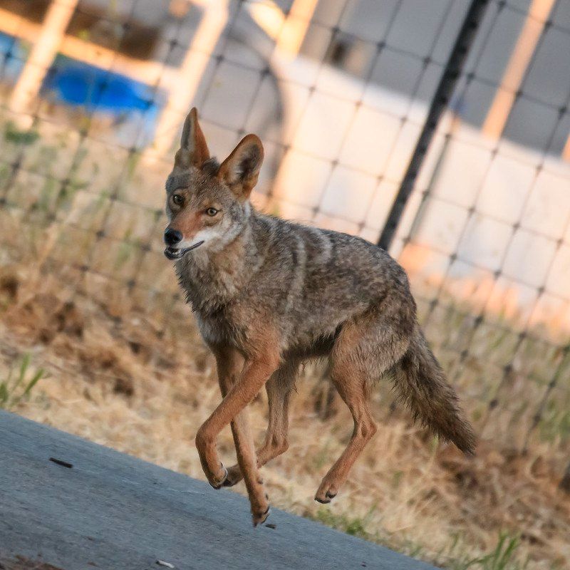 Happy coyote skipping down a roadway.