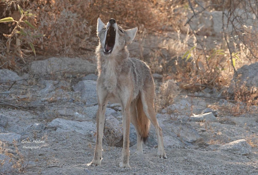 Skinny coyote standing on a patch of sand and rocks, with very dry vegetation in the background. It is howling.