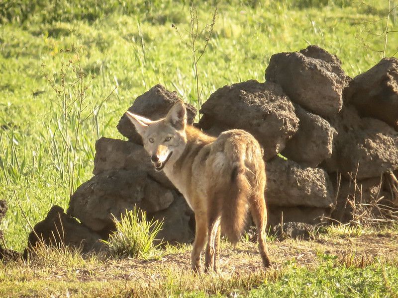 A coyote looks over its shoulder at the viewer with a benign expression. A piles of boulders is in front of it.