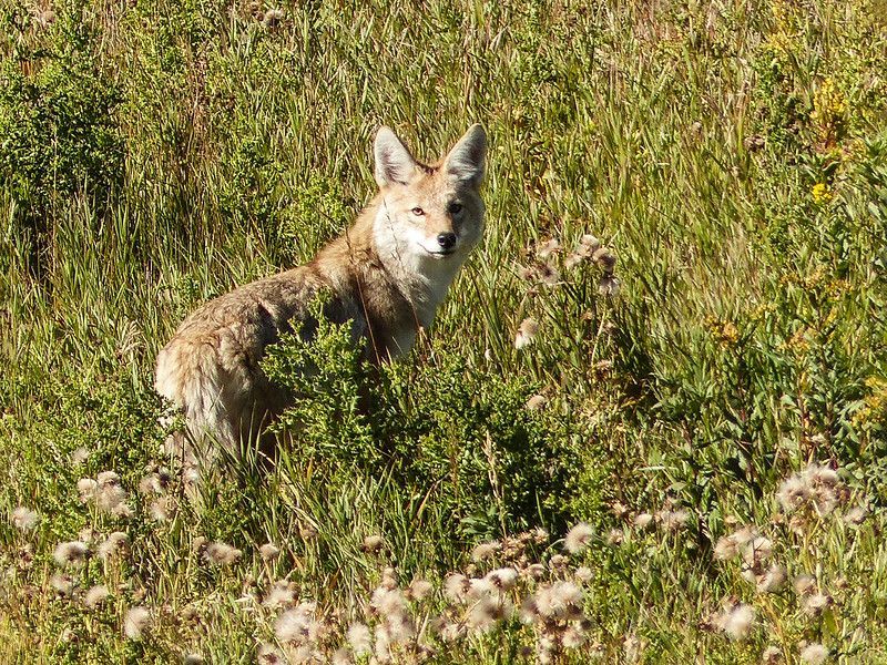 A coyote with a benign expression looking over its shoulder at the viewer.