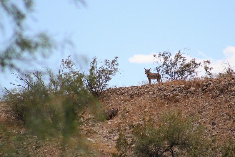 A coyote standing atop a distant ridge.