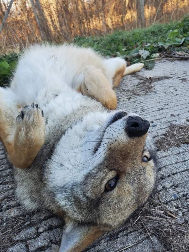 Coyote lying on its back on a patio. It is looking at the viewer with a somewhat unseemly expression.