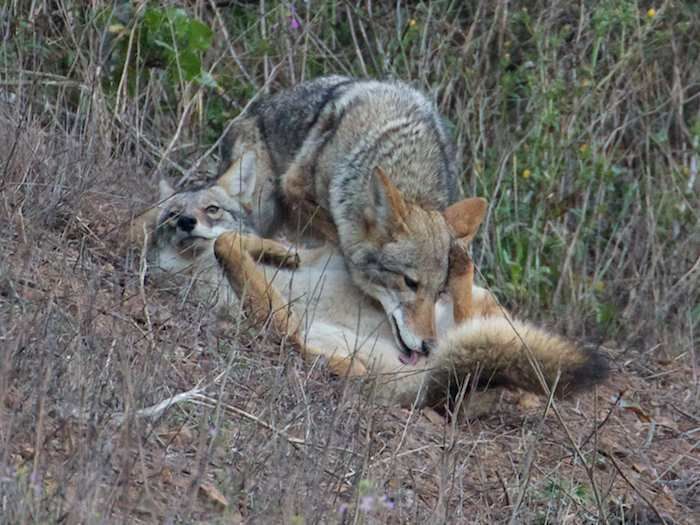 A coyote lies on its back in the grass, looking to the side. Another coyote stands over the first, licking between its hind legs. 