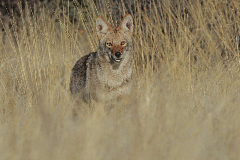 Coyote standing in tall brown grass. It looks at viewer with a benign expression. 