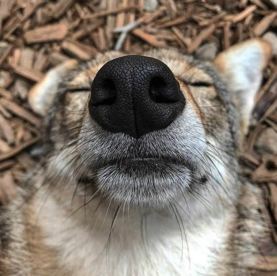Close-up of a sleeping coyote's snout.