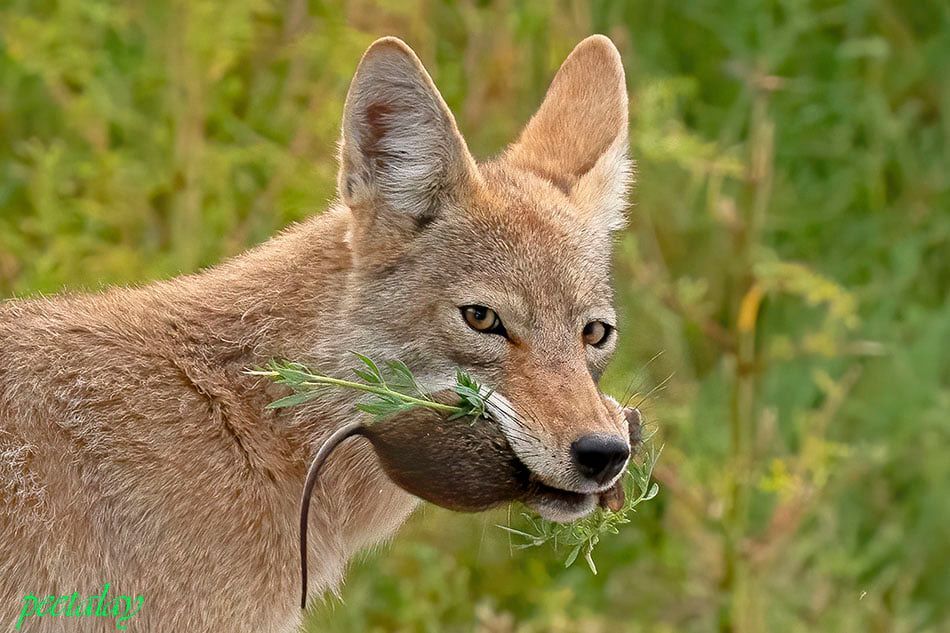 A light colored coyote looks at the viewer with a pleased, rather smug expression. It holds a big rat and a sprig of vegetation in its mouth.
