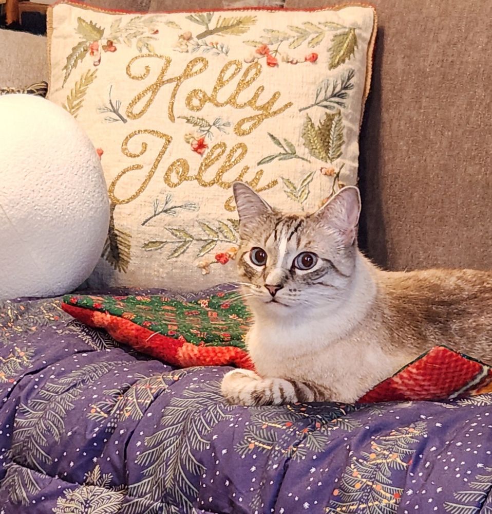 Lynx-point Siamese-mix cat amid holiday-print quilts and cushions