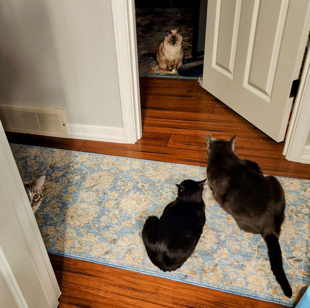 Four cats. A big gray one and a small black one are lying down on a hallway runner looking into a room at Rosa, a tortie-point Siamese-mix cat. Tristan, a lynx-point Siamese-mix cat, looks in from the side of the pic.