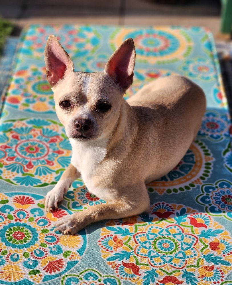 A cream and white chihuahua lies on a colorful cushion in the sun.