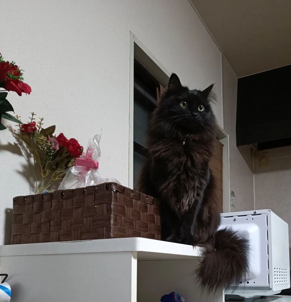 棚の上に乗っておすまし顔の黒猫(もふもふ)