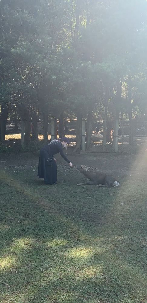 Me feeding a cracker to a deer that's laying down in nara, japan.