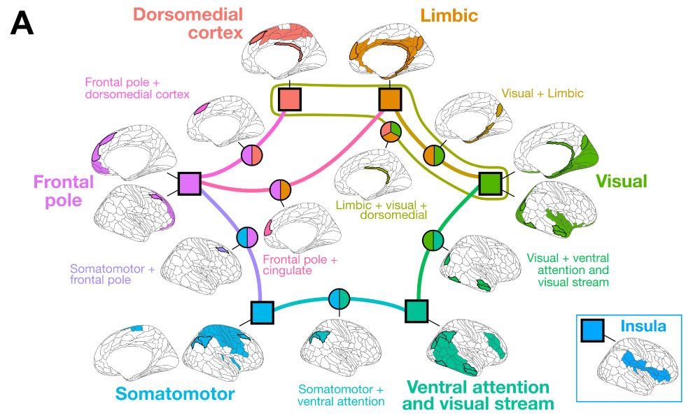 First figure of our preprint, depicting brain maps of seven identified structural connectivity communities bridged by fifteen overlapping nodes at the spatial interface between communities. Structural communities are depicted as nodes on a circular graph while the overlapping regions between the corresponding communities are highlighted along the edges. The seven communities are: (1) Dorsomedial cortex; (2) Limbic; (3) Visual; (4) Ventral attention and visual stream; (5) Somatomotor; (6) Insula; and (7) Frontal pole.