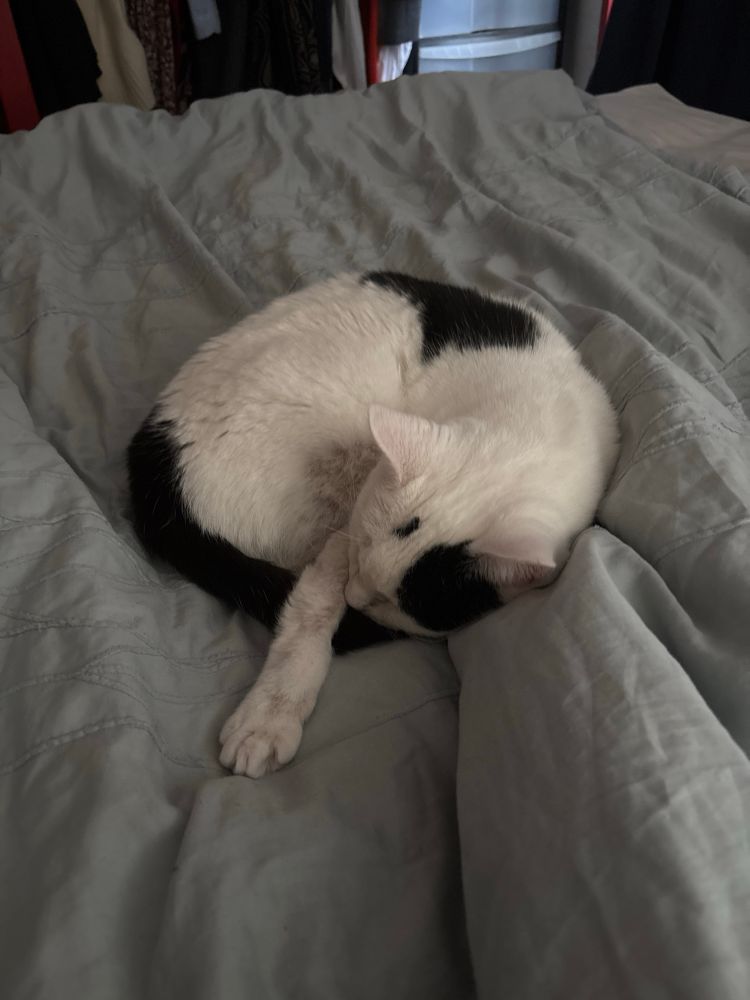 A mostly white with black patches cat curled up asleep on a blue duvet with one paw stretched out 