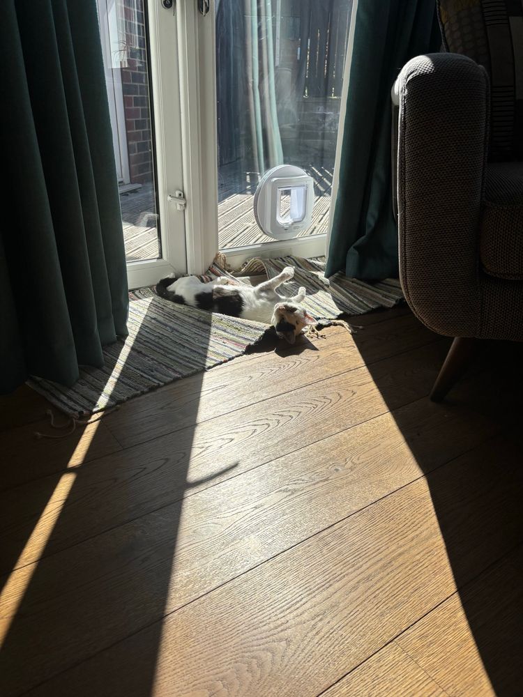 A black and mostly white cat lying on her back front paws in the air in front of glass patio doors. Sunlight coming through window lighting up wooden floor 