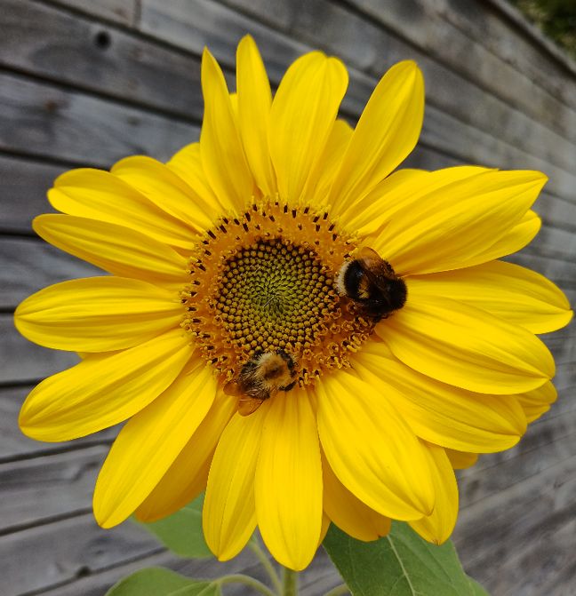 Two bumblebees sitting in the centre of a yellow sunflower with a fence behind 
