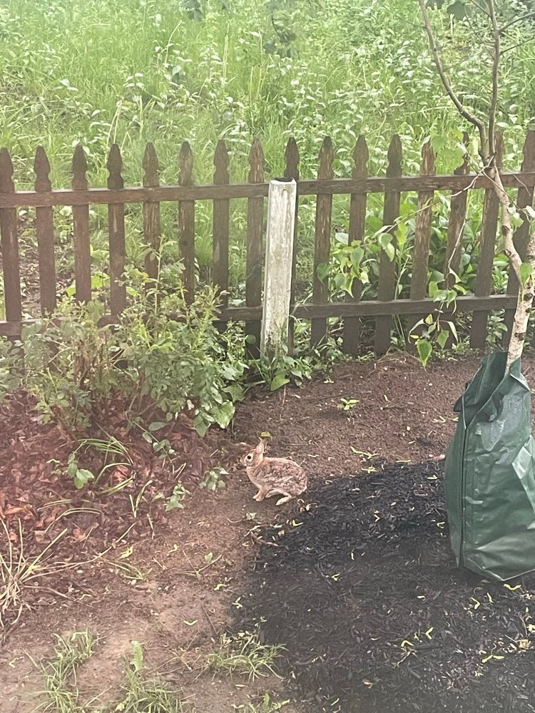 A small brown bunny next to a white fence post and some foliage. 