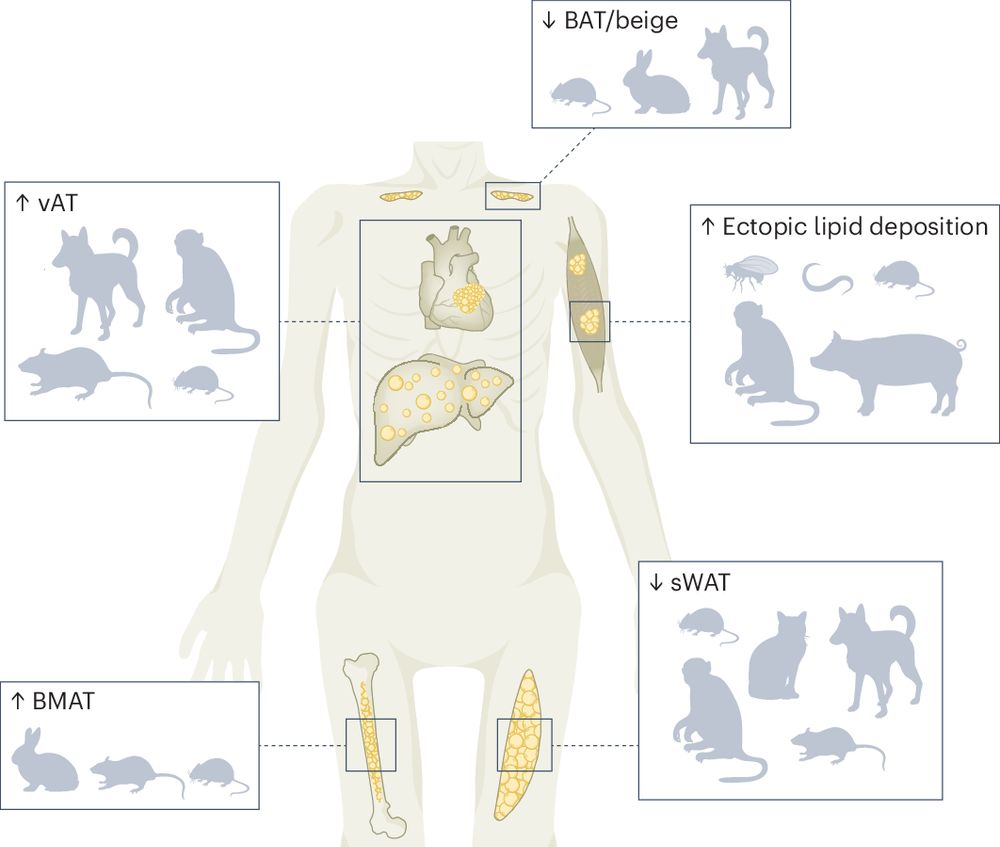 Adipose tissue as a linchpin of organismal ageing - Nature Metabolism
