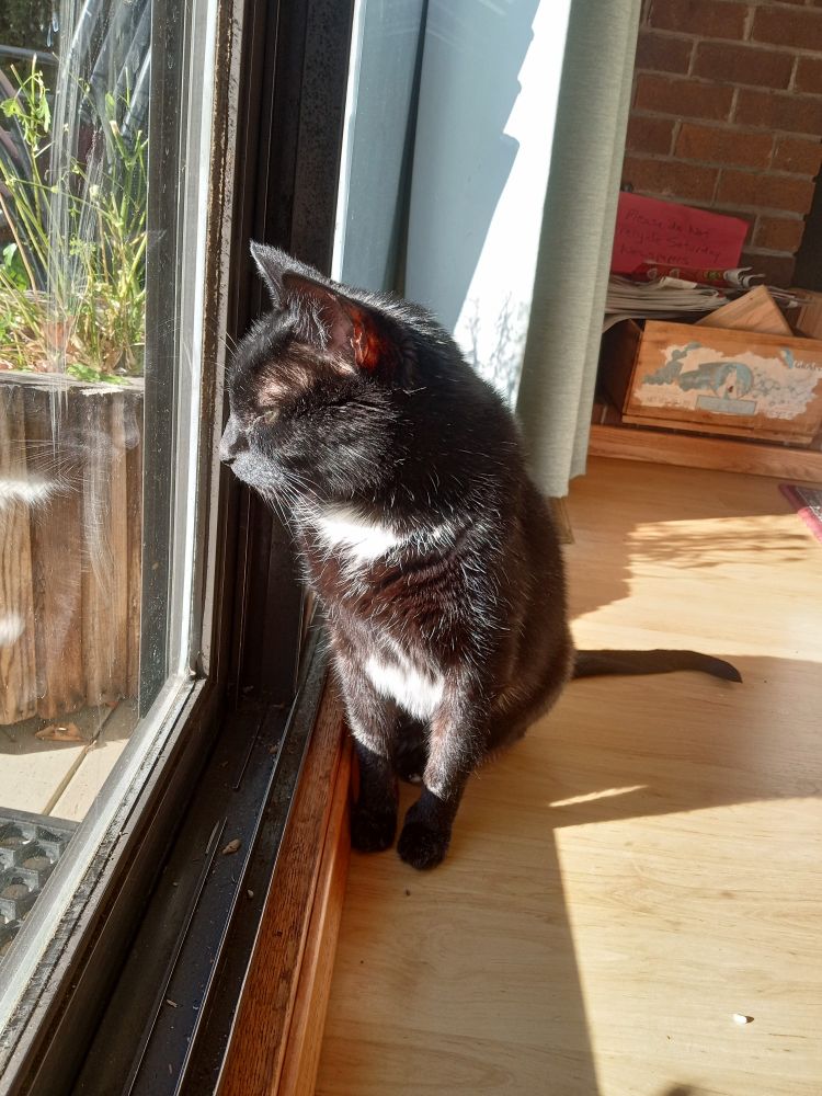 Old black cat looks at sunny yard through window. 
