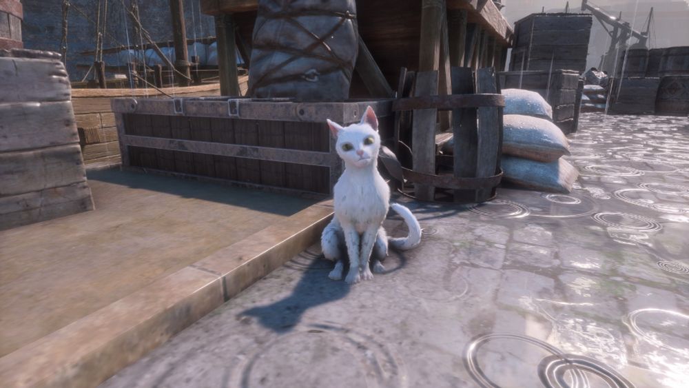 a white cat sitting in a rainy street, he was just pet