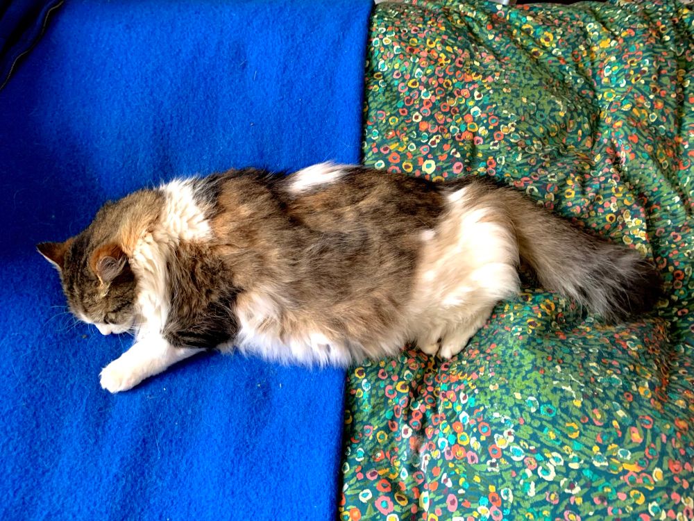 Ralph the fluffy tabby and white cat stretched out on the bed like an emdash indicating a change from woollen blanket to floral duvet cover