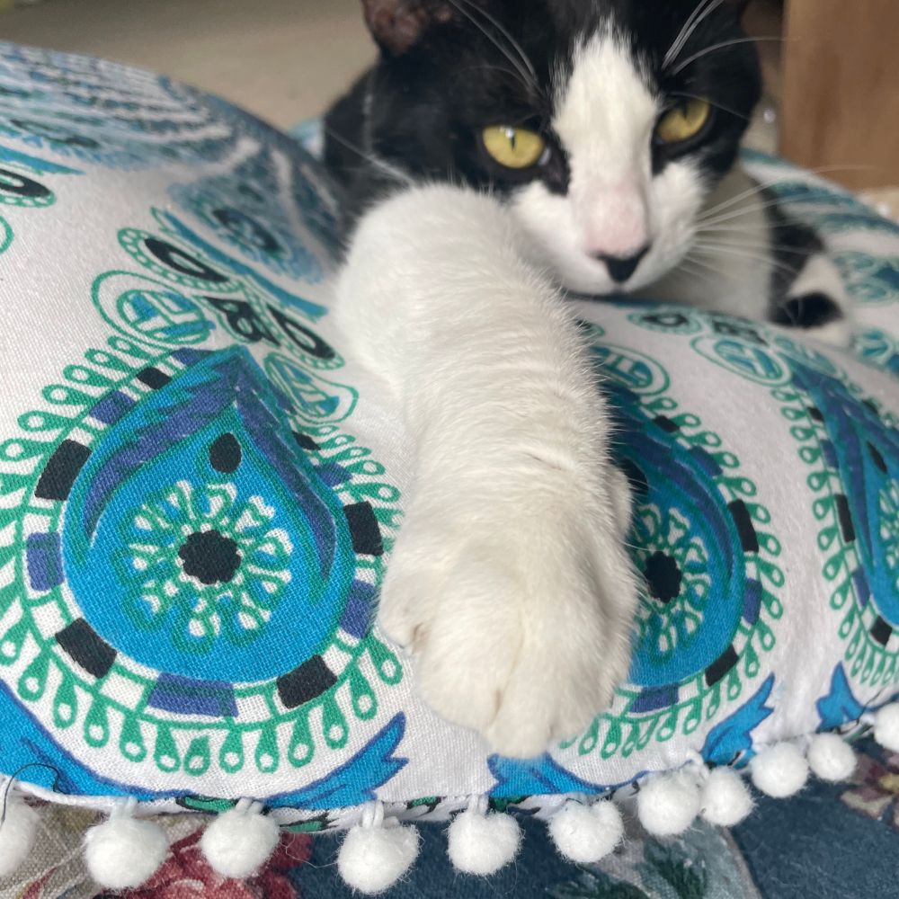 Cat (Felix) looking very contented on a large floor cushion 