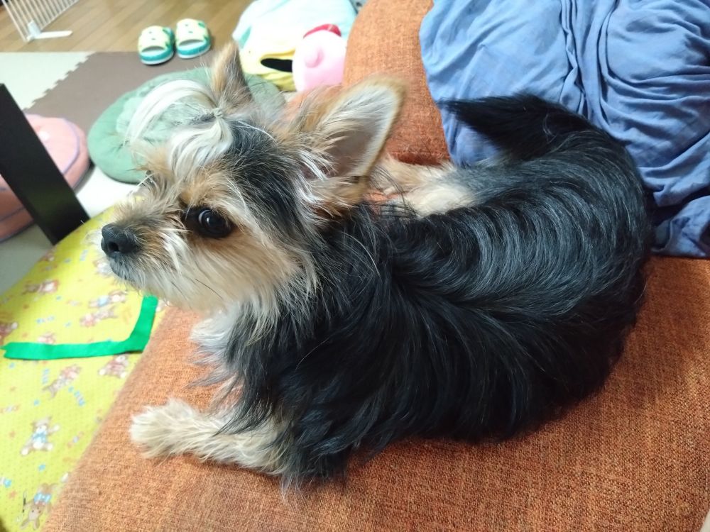 ヨーキーミックス小型犬。顔を向けてくれたけど不服そうです…。お顔は薄い茶色に白混じり。ちょんまげヘア。