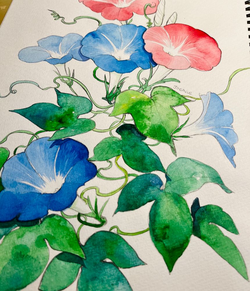 朝顔が咲いている絵。