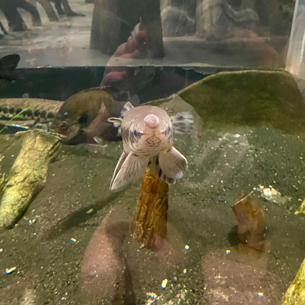 Front facing long nose gar in a giant fish tank, there’s a roundish black fish and another gar in the background to the left. My reflection in the tank glass is faintly visible.