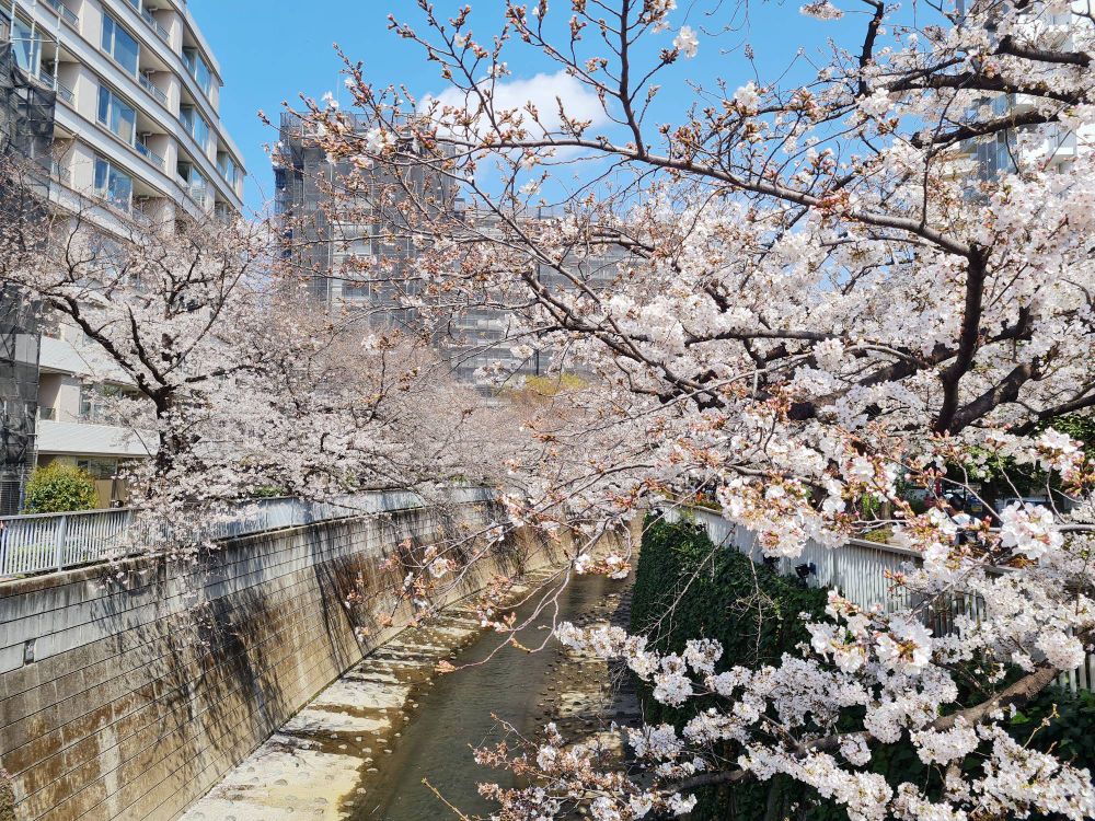 More sakura 🌸