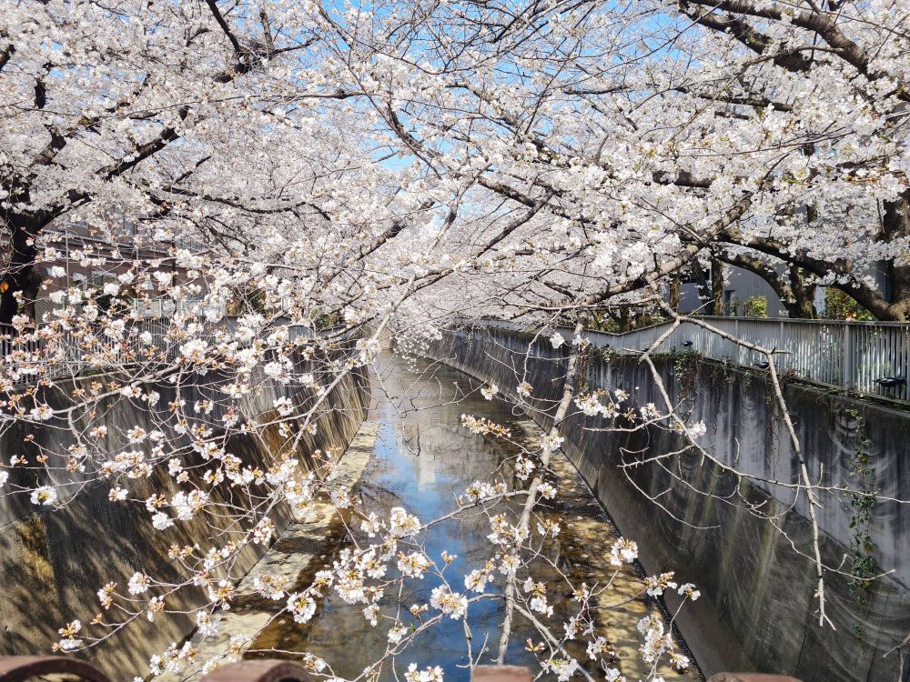 🌸 cherry blossoms