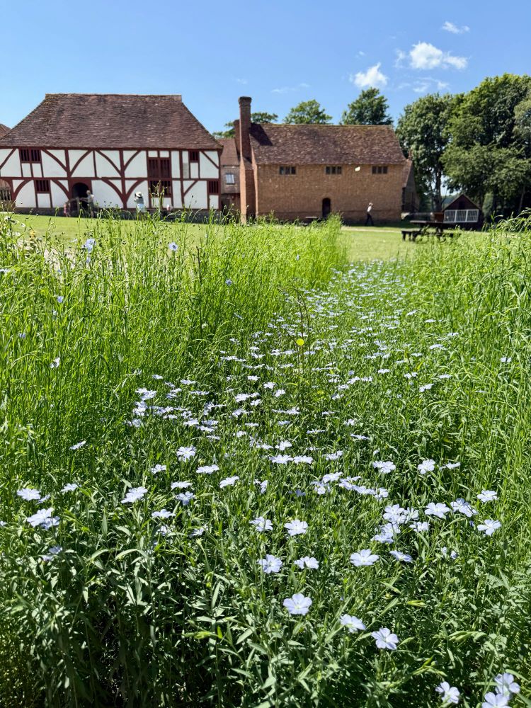 Flax growing at the Weald and Downland Living Museum