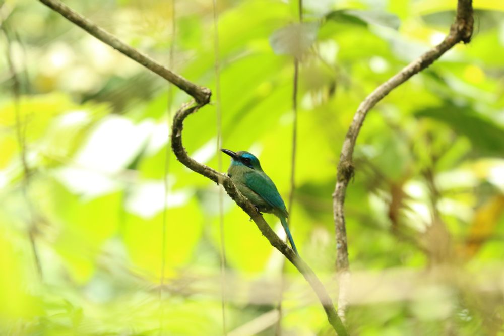 Green-crowned Brilliant on curved twig