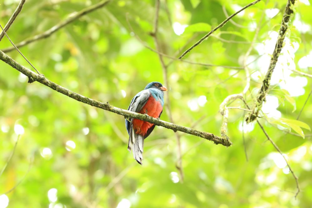 Gartered Trogon in rainforest canopy