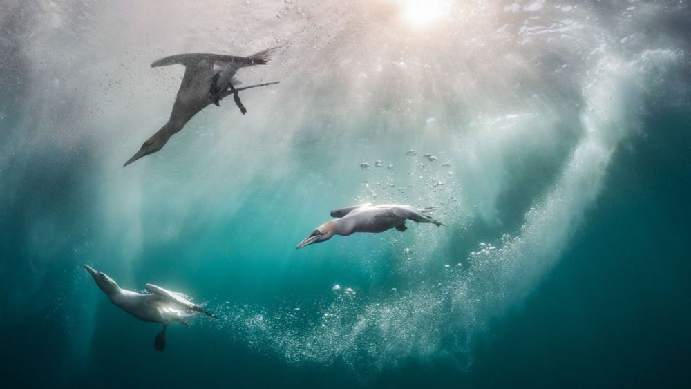 Das Gewinnerbild des "Bird Photographer of the Year" in diesem Jahr ist alarmierend