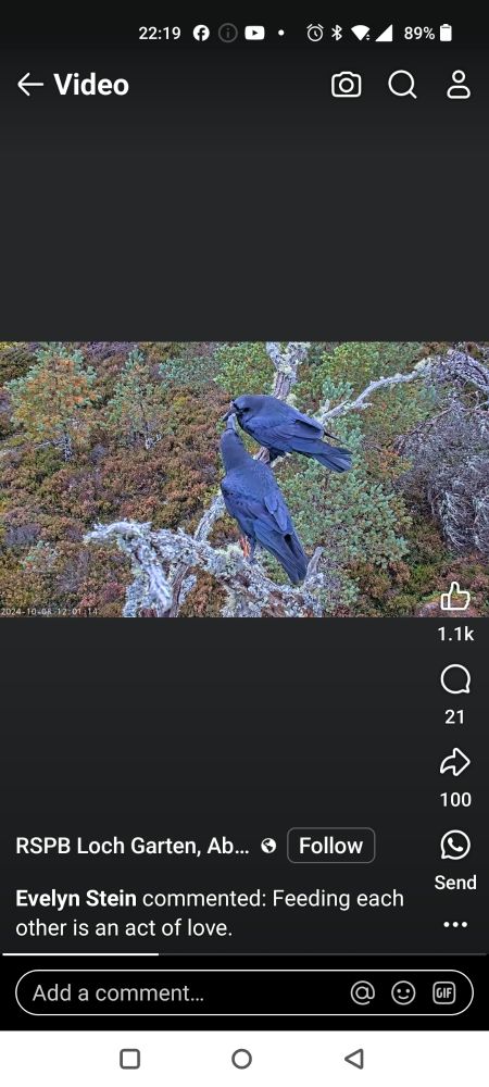 Two ravens on a branch