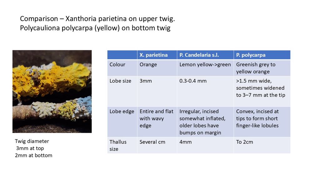 A picture of two twigs with yellow lichen on and a comparison table of 3 different yellow lichens: Xanthoria parietina (the largest),Polycauliona polycarpa (medium size), Polycauliona candelaria s.l. (the smallest)