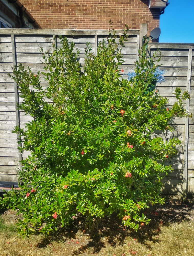 A thriving pomegranate bush with little orange flowers dotted around on it.