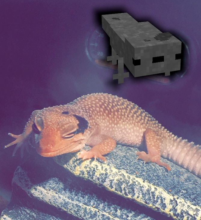 a photo of a gray leopard gecko (Phasma) and a simple Minecraft model i made of the same gecko edited in