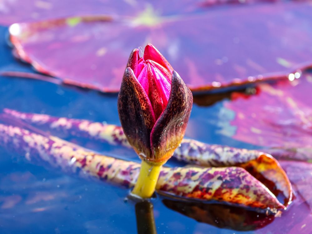 A deep pink, partially opened water lily flower bud surround by some leaves in water. 