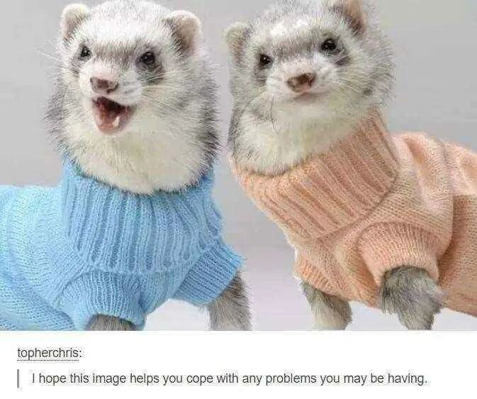2 ferrets in cute woolen turtleneck sweaters, one light blue, one salmon pink. topherchris on Tumblr: I hope this image helps you cope with any problems you may be having.